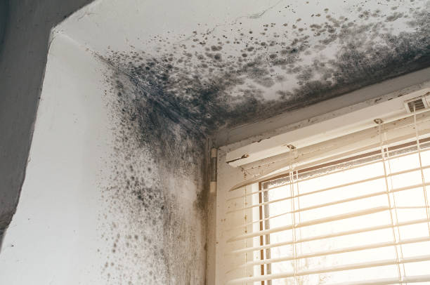 Affordable Mold Remediation solutions in Warfield, VA